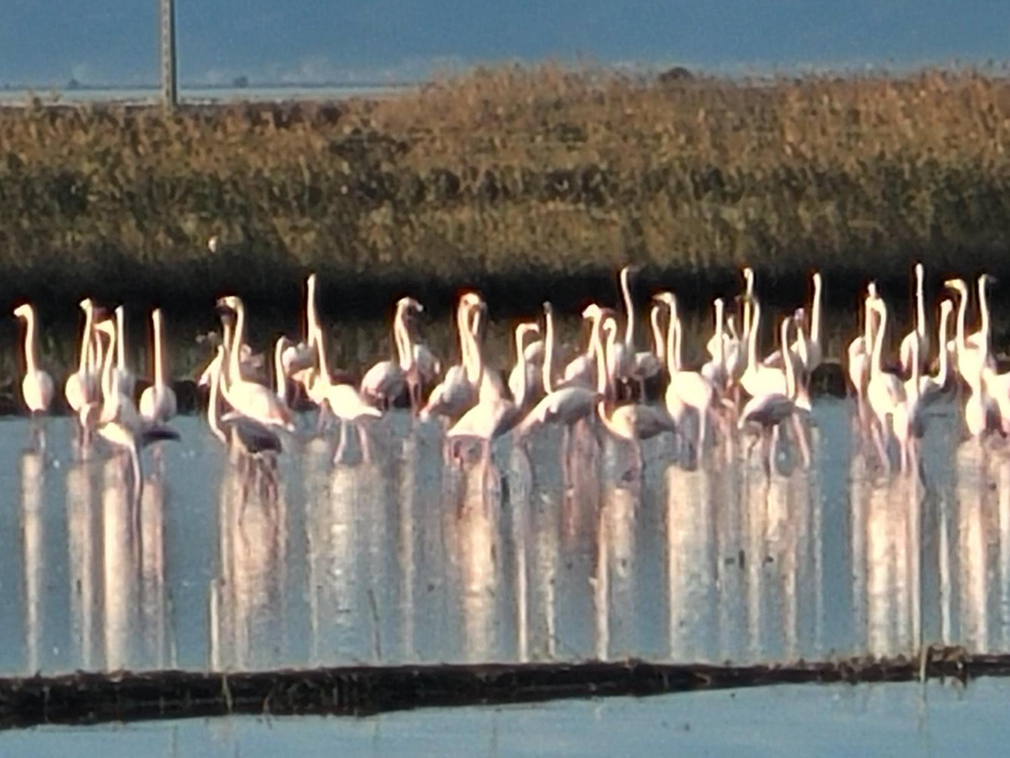Willa Llar De Laura Poblenou del Delta Zewnętrze zdjęcie